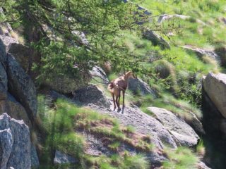 Franco Chiapetto alla Bocchetta di Pianei e Cima di Lasin da Lasinetto