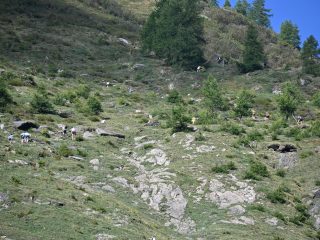 Piamprato, 13 settembre 2026: Concluso il circuito Valle Soana Trail Circus 2026 al Vertical Piamprato - Colle della Borra