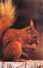 scoiattolo.JPG (8530 byte)