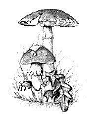 Frassinetto: Corso formativo per il rilascio dell’idoneità vendita di funghi epigei freschi