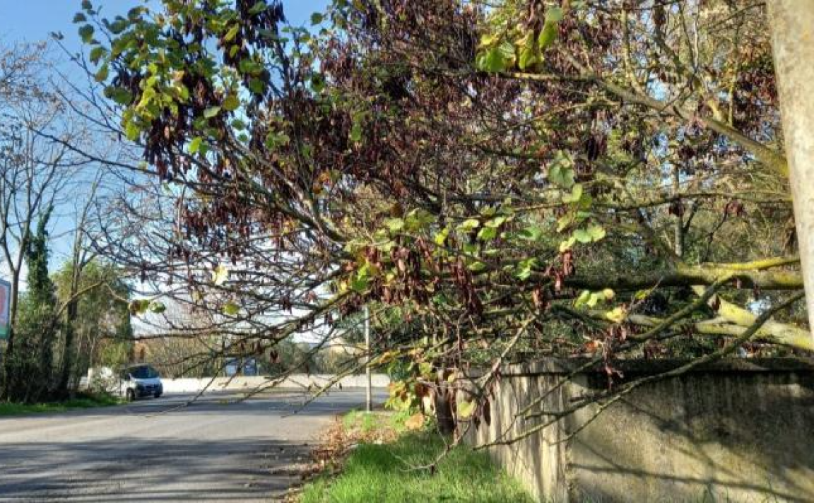 Pont: Manutenzione aree verdi e regimazione acque confinanti con la viabilità pubblica