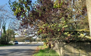 Pont: Manutenzione aree verdi e regimazione acque confinanti con la viabilità pubblica