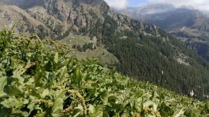 Seconda  primavera 2026 in alta valle Soana