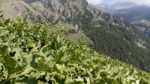 Seconda  primavera 2026 in alta valle Soana